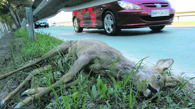 “Ljudje s svojim delovanjem plašimo srnjad, zato se pojavlja tam, kjer se sicer 