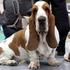 Basset hpund