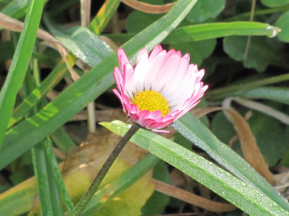 Prve rožice na obali