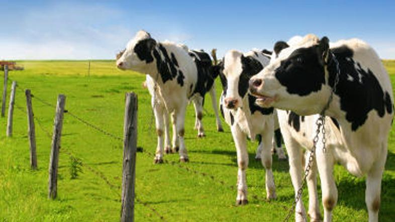 Krave znajo biti izjemno nevarne.