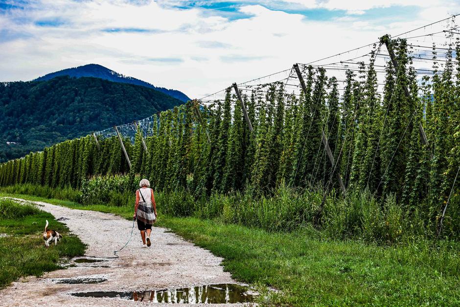 hmelj | Avtor: Saša Despot