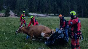 reševanje helikopter krava