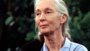 jane goodall