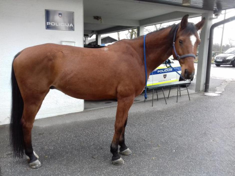 Santino | Avtor: Policija