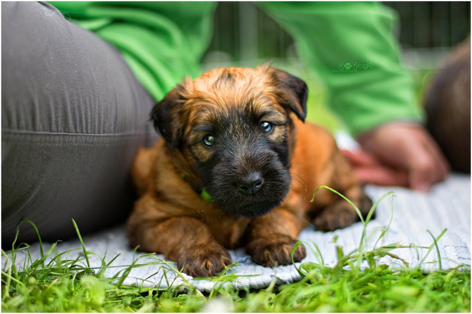 Irski mehkodlaki pšenični terier | Avtor: Katja Vogrinec