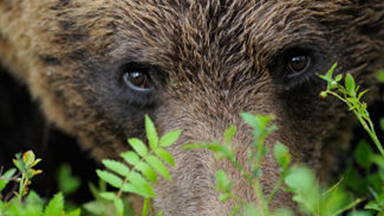 Skupaj je bilo pokončanih 42 ovc in en teliček, škoda pa že presega 6500 evrov. 