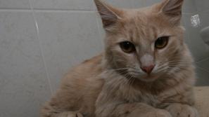 zivljenje 17.10.13. obalno zavetisce, mucek