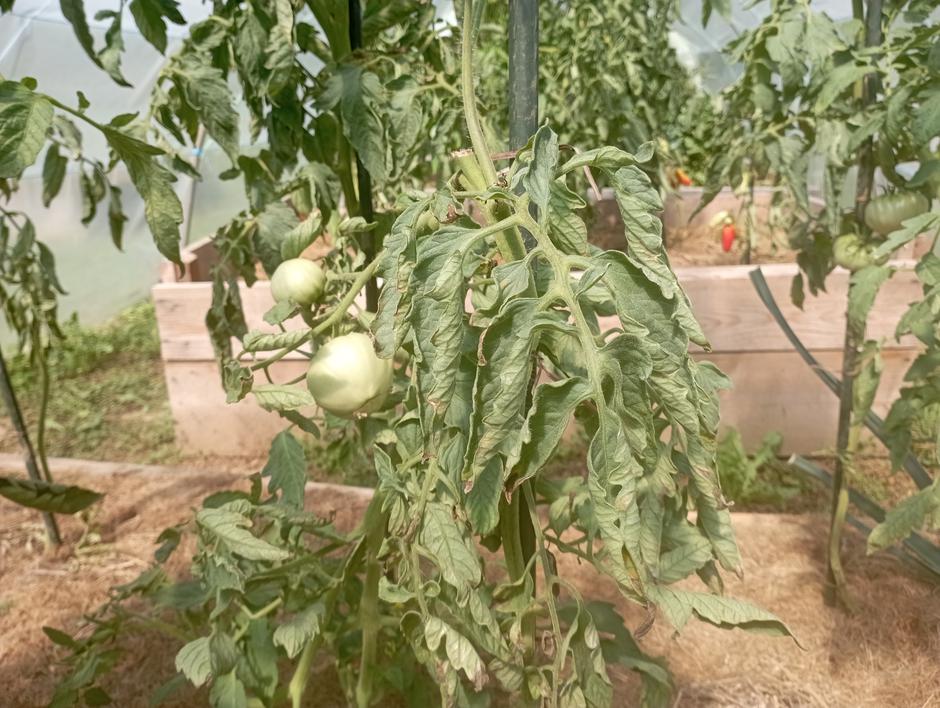 Paradižnik zvijanje listov | Avtor: K. N. M.