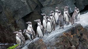 Humboldt pingvin