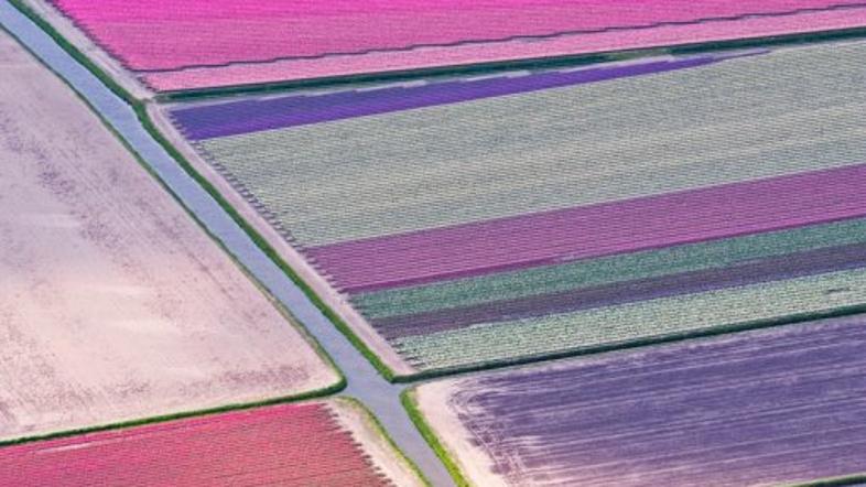 Območje med Sassenheimom in Lissejem (Nizozemska) -  polje tulipanov 