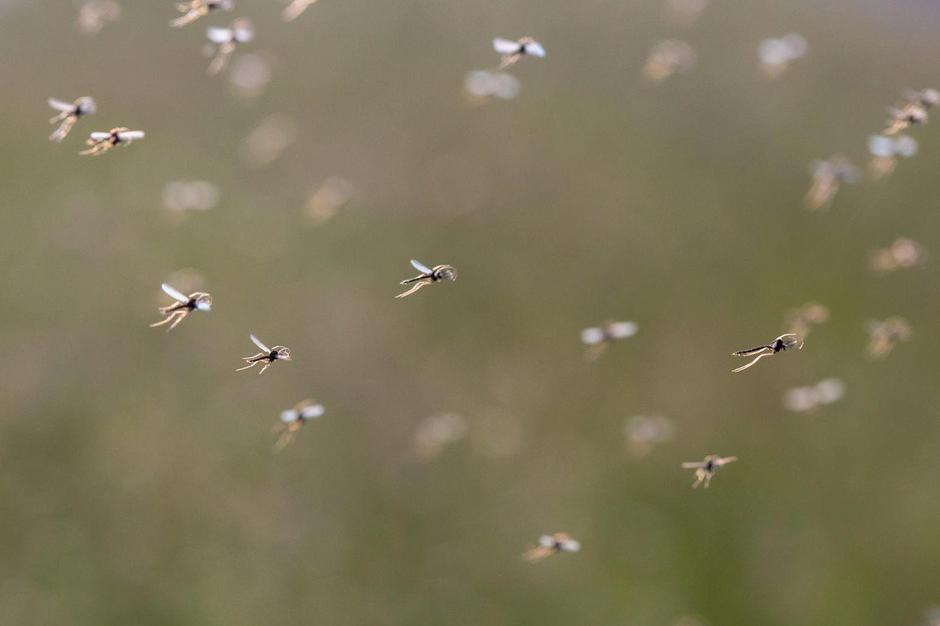 Virus Zahodnega Nila | Avtor: Profimedia