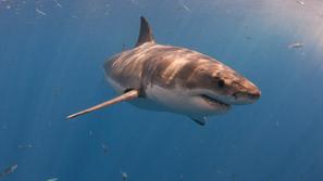 Razno 27.02.13, beli morski pes, shark, foto: shutterstock