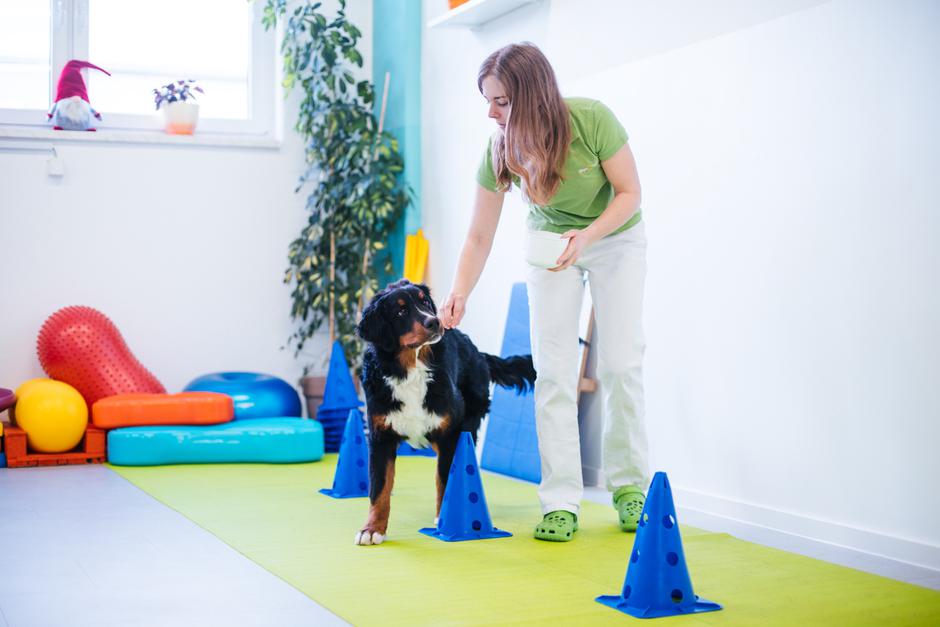 Fizioterapija za pse Dogs4motion | Avtor: Anja Troha