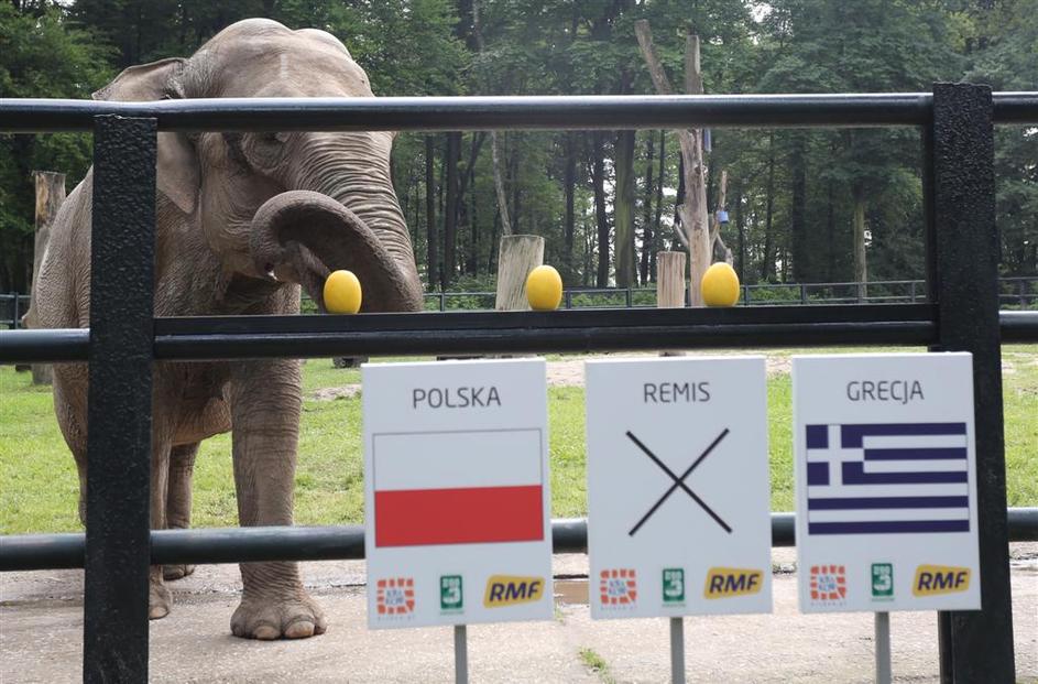 Citta slon slonica napoved Poljska Grčija Euro 2012 jasnovidec živalski vrt Krak