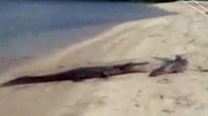 Ribič je lačnega krokodila mahnil s palico po glavi. (Foto: Youtube)