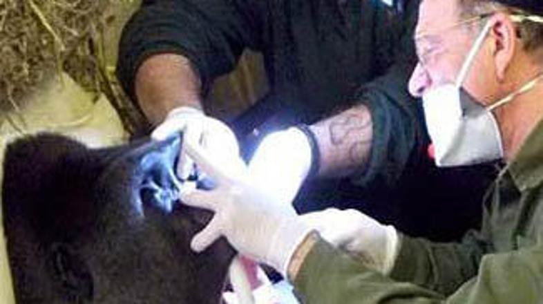 Pertinax je med posegom spal dve uri.