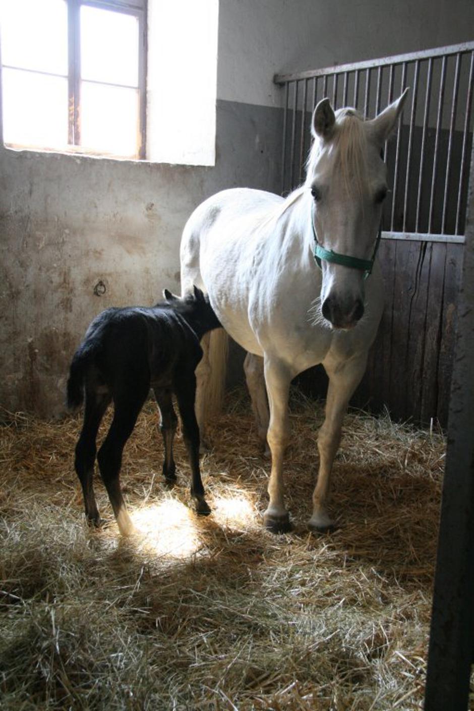 Lipicanca  | Avtor: Kobilarna Lipica