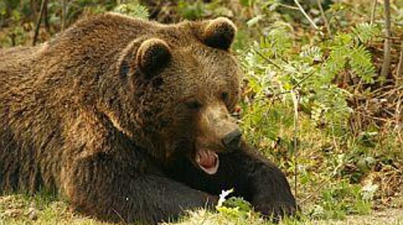 Srečanju z lačnim medvedom se je bolje izogniti.