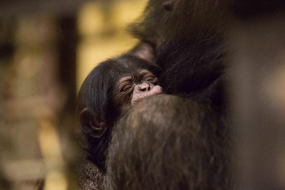 šimpanzi | Avtor: ZOO Ljubljana