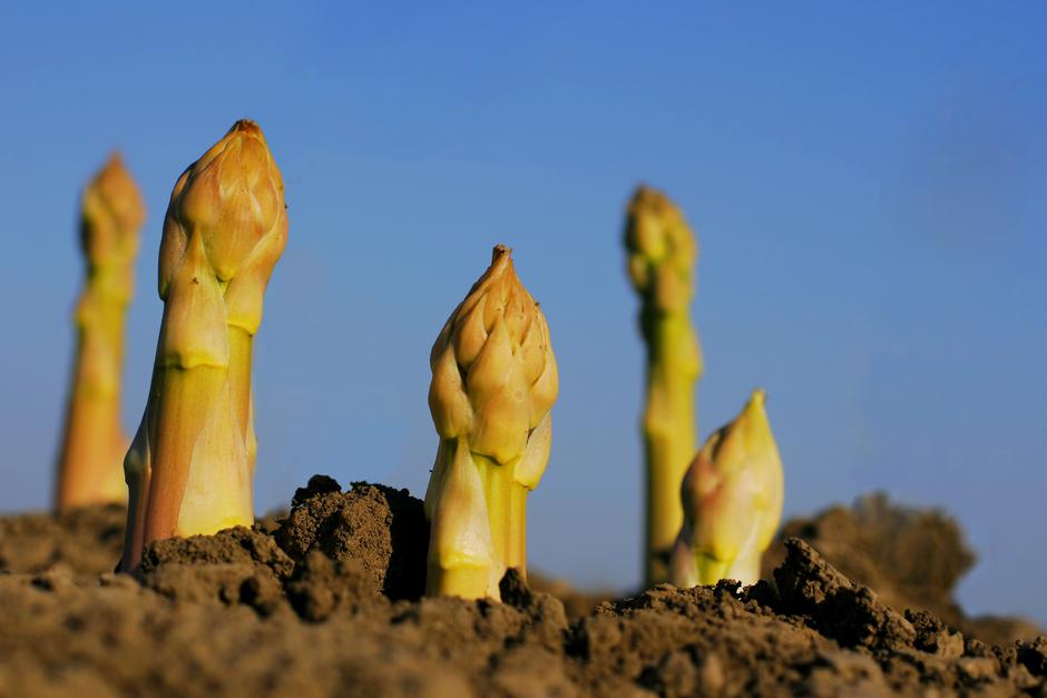 Šparglji | Avtor: Profimedia