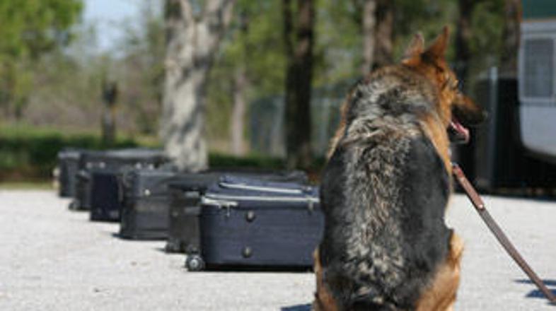 Le v katerem kovčku je?