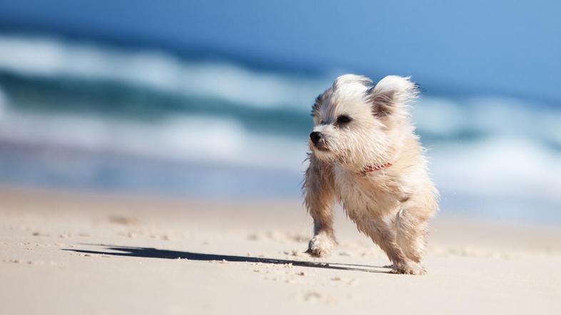 Včasih je prijetneje, če ljubljenčke vzamete s seboj na pot. (Foto: Shutterstock