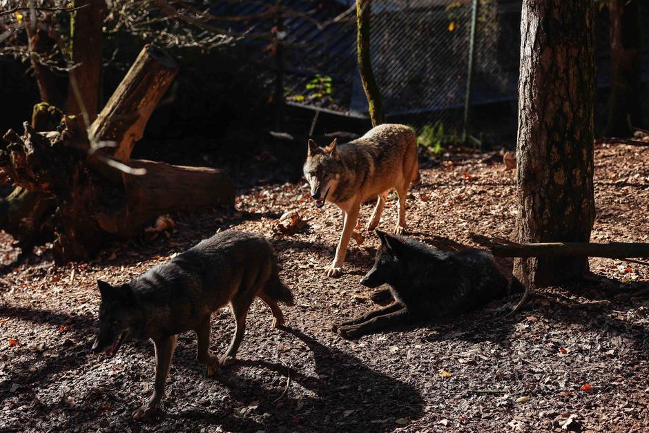 ZOO | Avtor: Saša Despot