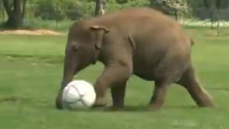slonček igra nogomet