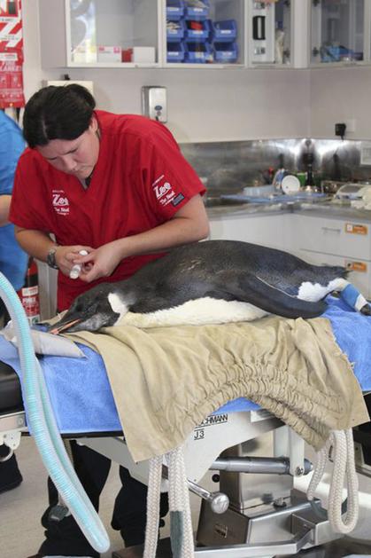 pingvin, operacija, Nova Zelandija, endoskopija 