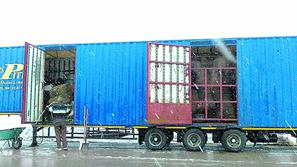 Tovornjak s slonoma je odpeljal še pred prihodom policije. (Foto: T. F.)