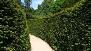 Drevesa v bodočem parku bodo posajena v obliki labirinta, najprej pa so želeli u
