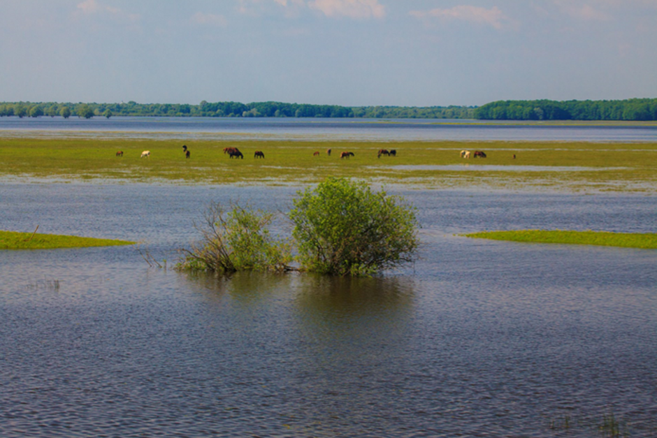 Naravni park Lonjsko polje | Avtor: Zoran Jelaca