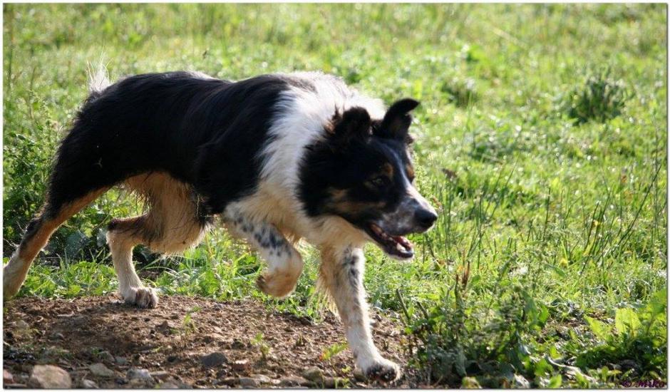 Neža Bric, ovce, psi | Avtor: N. B.