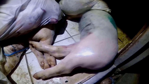 Farma prašičev v Sloveniji