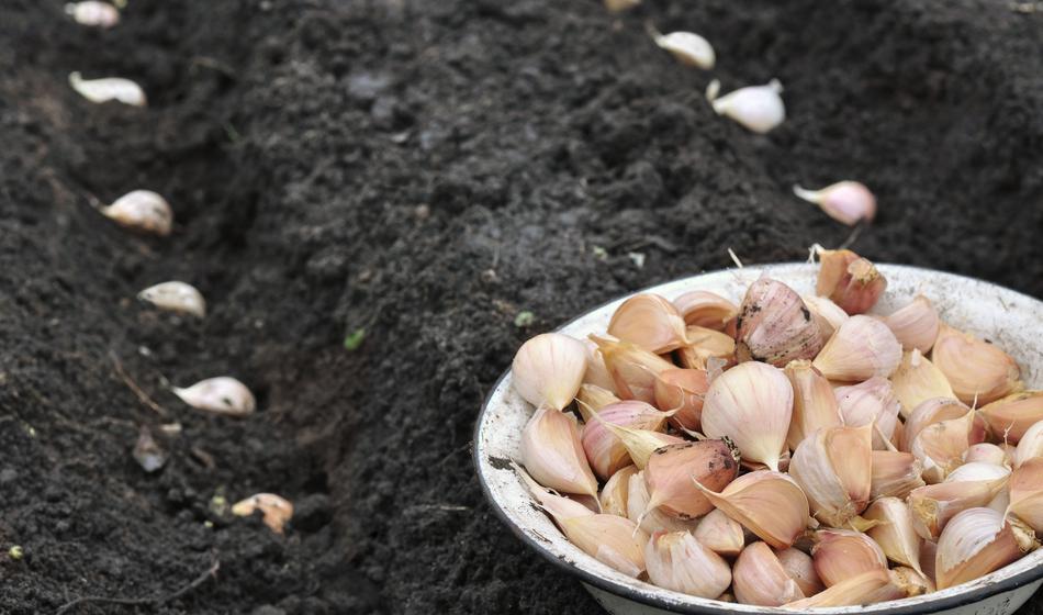 Na vrtu ne sme manjkati: Poznate trike za debel in obilen pridelek?