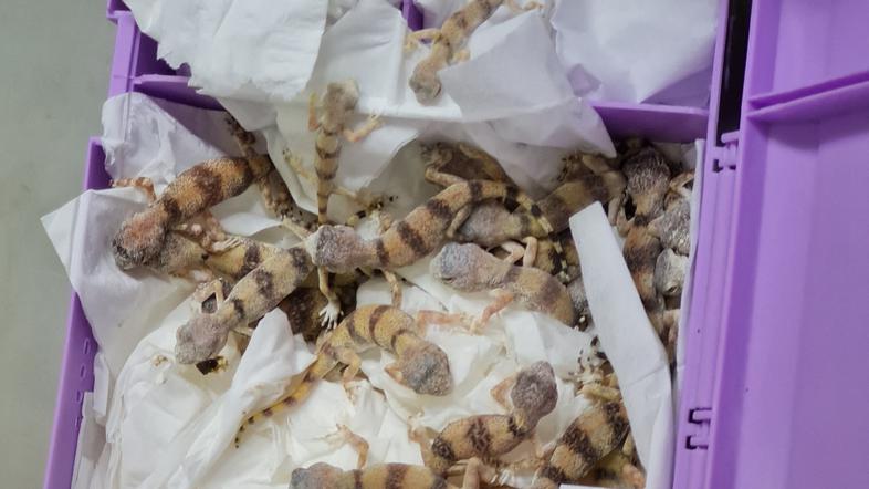 gekoni v prtljagi na dunajskem letališču