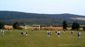 krava nogometna tekma poljska