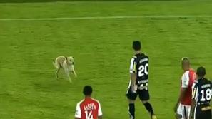 Pes je prekinil tekmo med Santa Féjem in Botafogom.