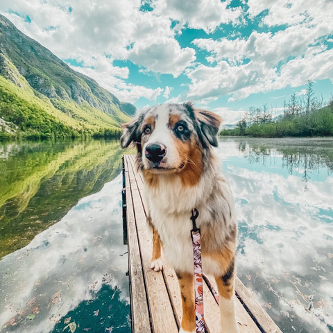 Murf pasja influencerka