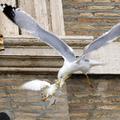 papež Frančišek angelus golobi napad galeba in vrana