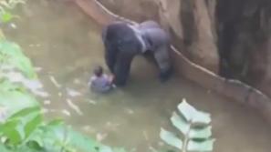 Gorila in deček