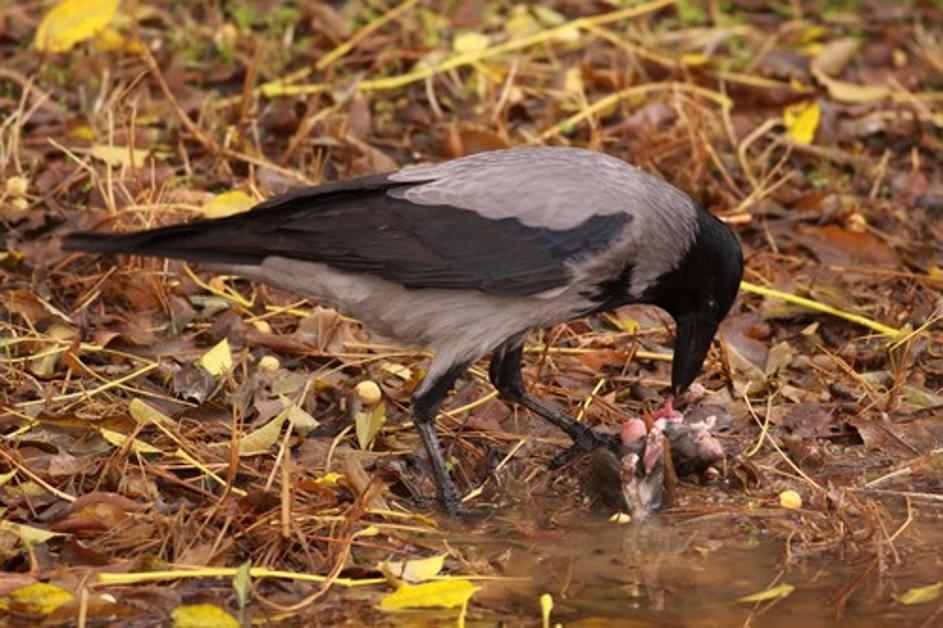 siva vrana (Corvus cornix)