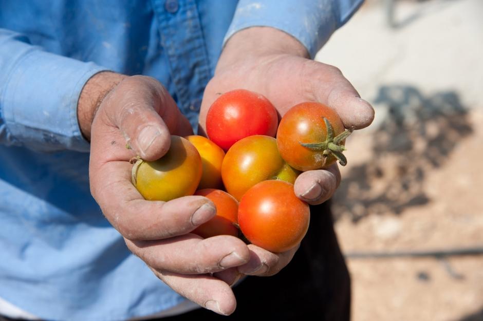 razno 06.06.13. paradiznik, sadje, zelenjava, roke, cesnjev, kmet, pridelovalec, | Avtor: Shutterstock