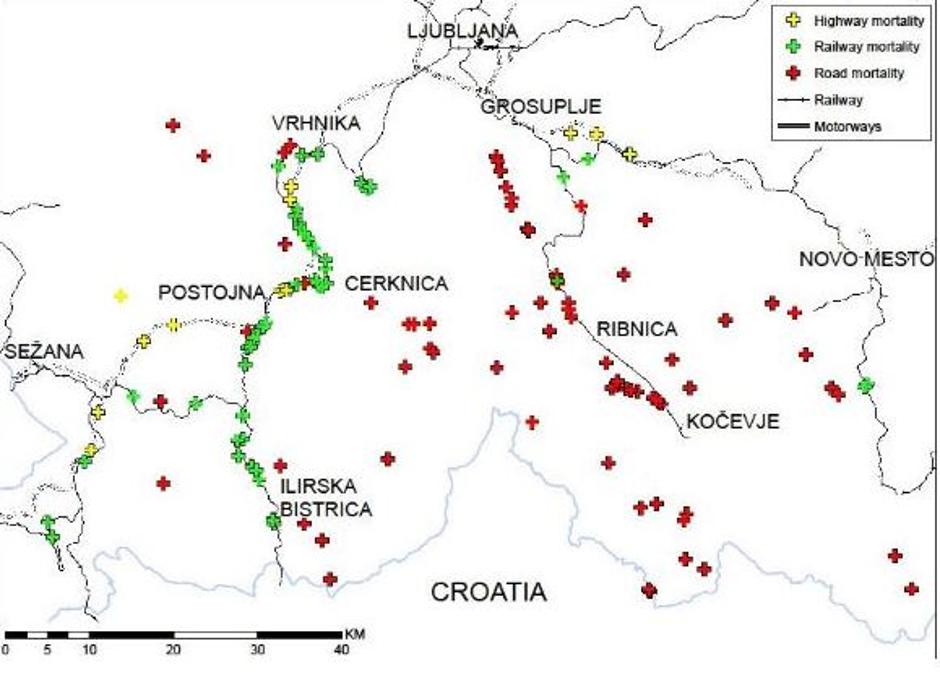 Povoženi medvedi od leta 2005 - 2014 | Avtor: Žurnal24 main