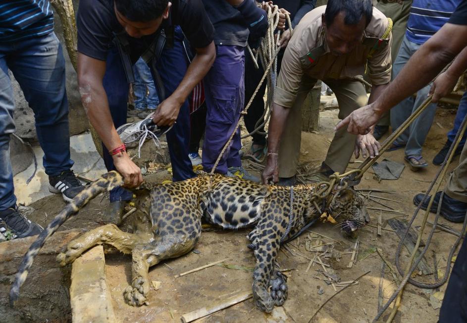 Reševanje leoparda