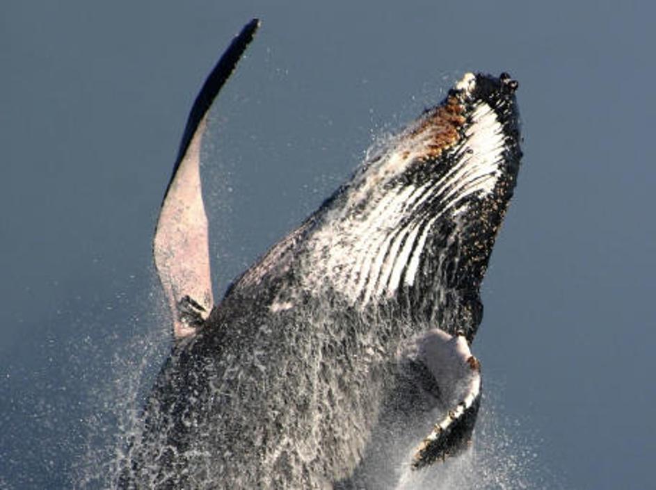 Simbolična fotografija (Foto: iStockphoto)
