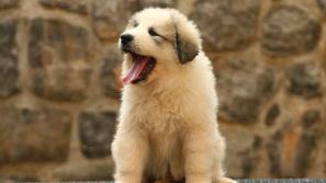 Pirenejski planinski pes