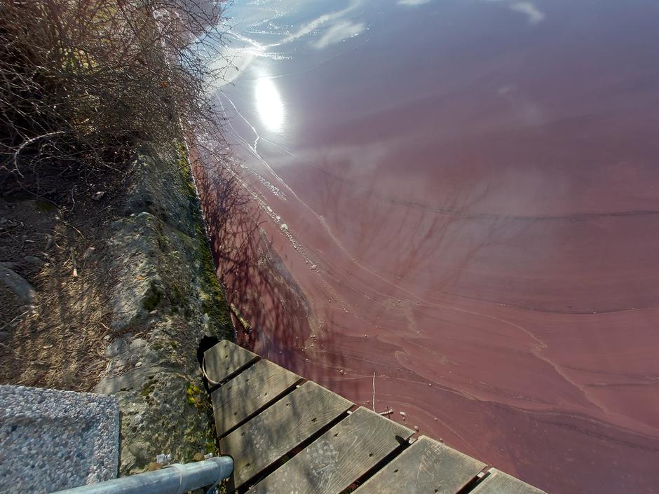 Bled, Blejsko jezero, cvetenje | Avtor: M. Ha.