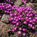 Delosperma