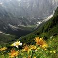 Na mednarodnem festivalu alpskega cvetja se bo zvrstilo več kot 40 dogodkov. (Fo